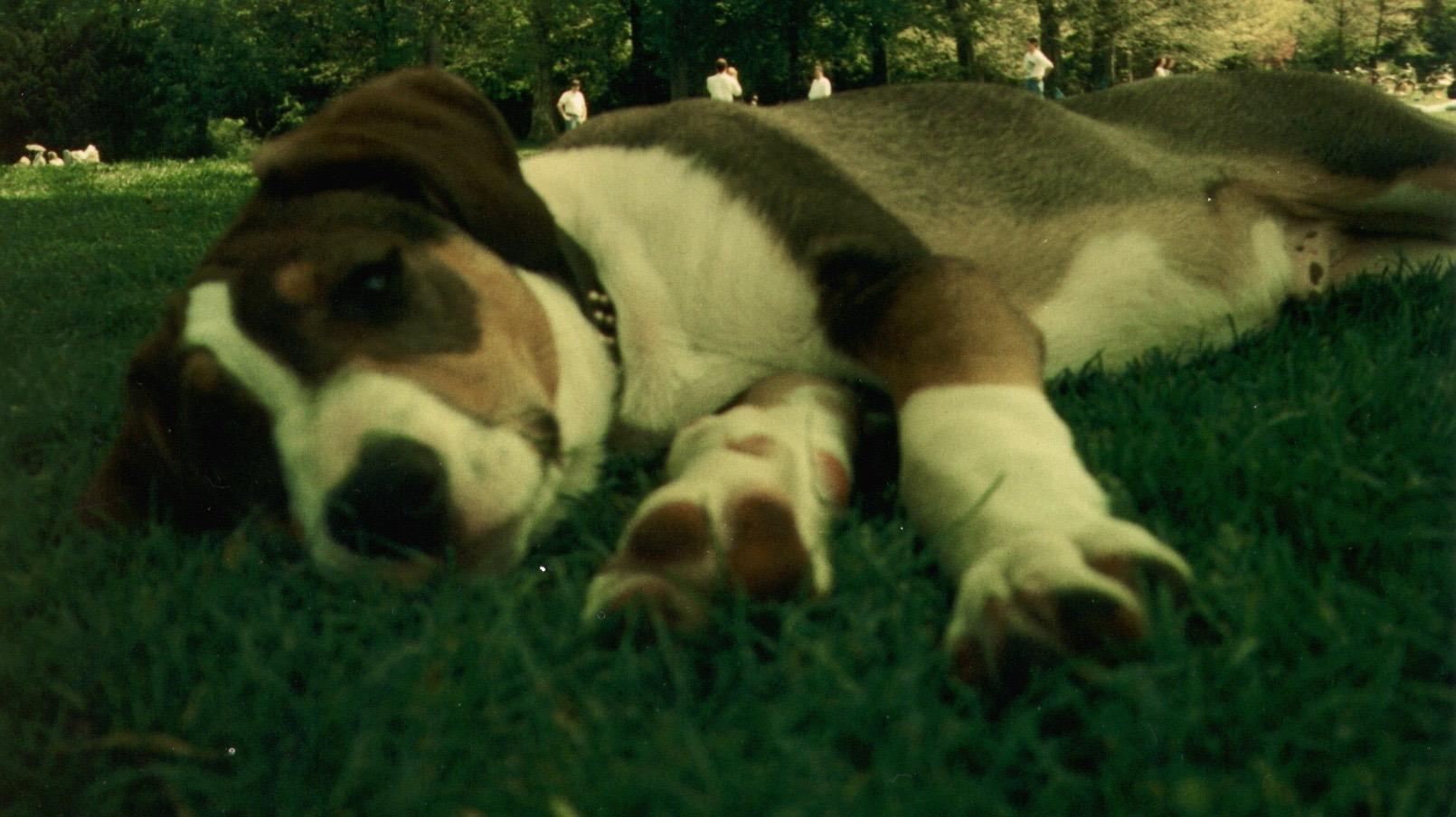 Baby Butch Cassidy Hundefrisbee Pionier